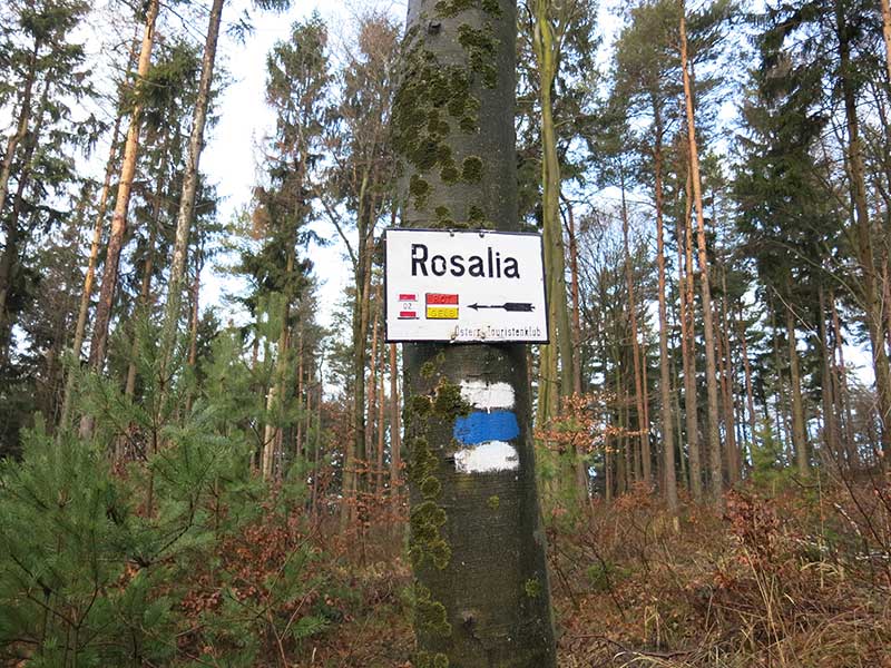 Rosalia